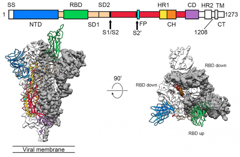 La estructura 3D de la glicoproteína espicular del coronavirus SARS-CoV-2