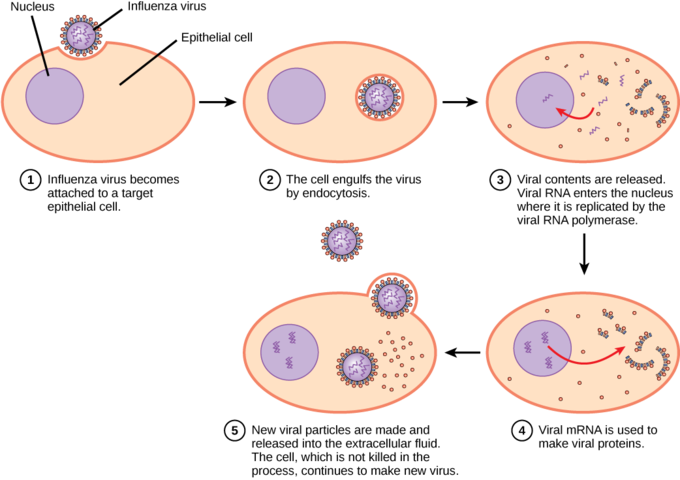 Expansión de un virus