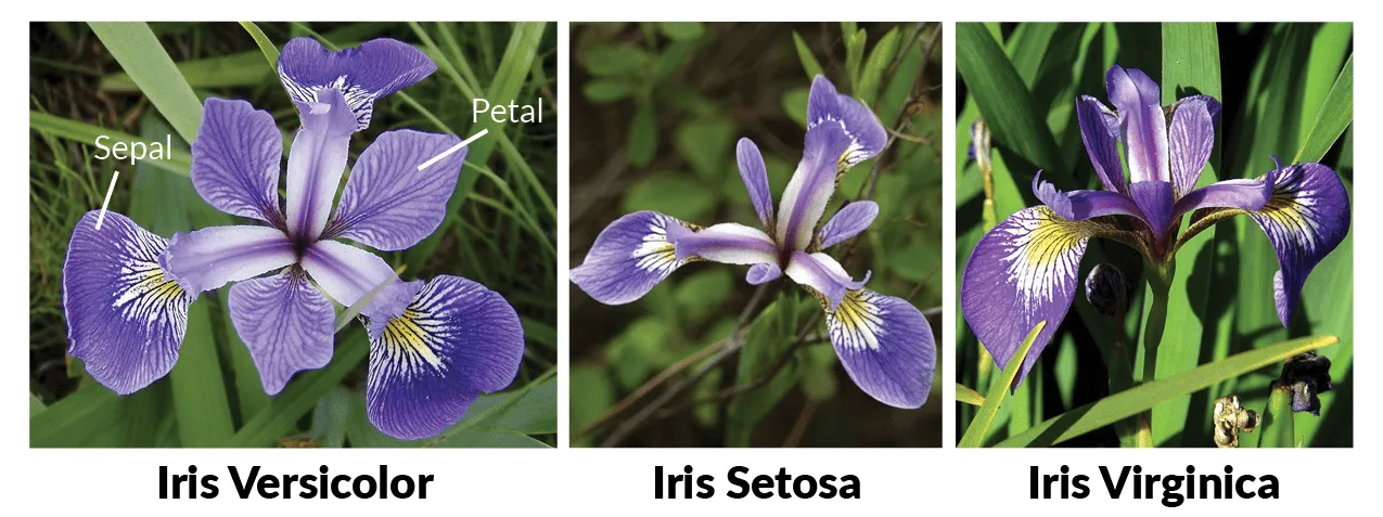 Resumen visual del dataset Iris usado en la práctica