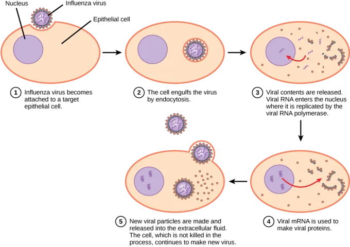 Expansión de un virus